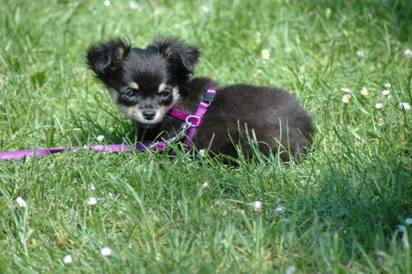 DSC_0195 (2)